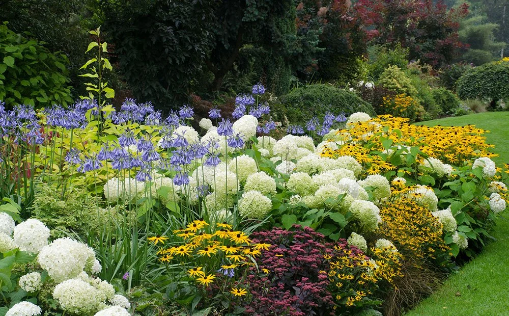 Image of Peony and Bee Balm plants