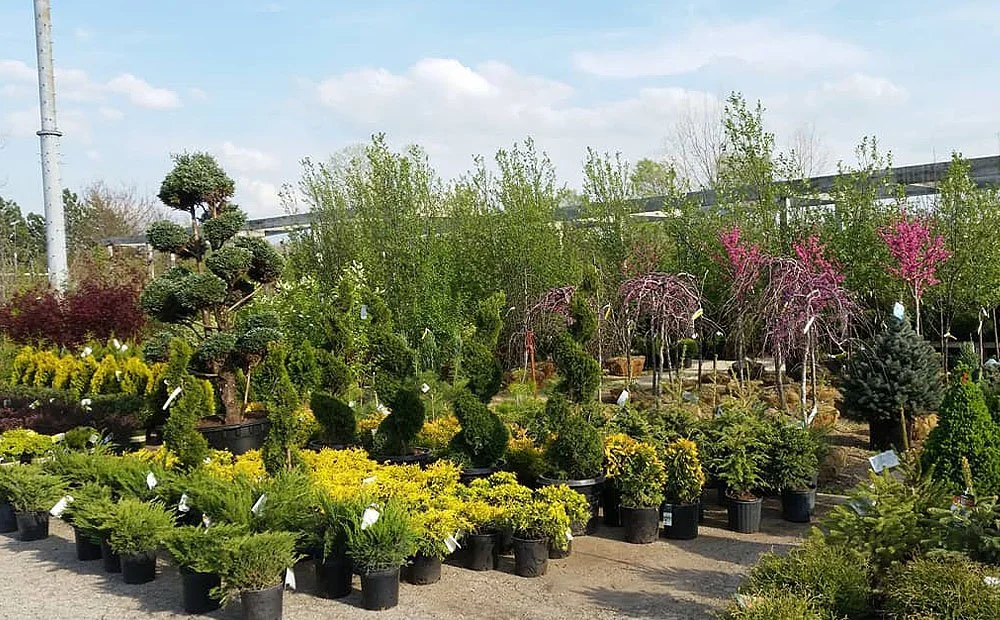 Dammann's Garden Company  New Tree Care