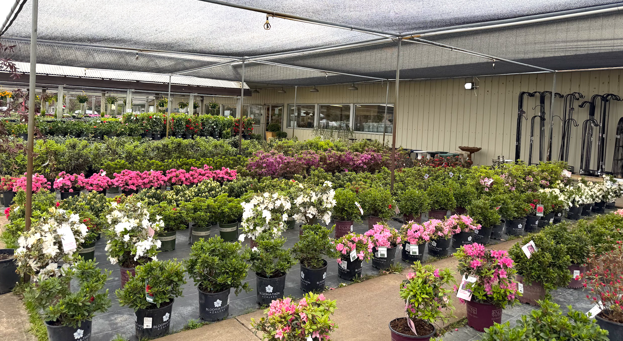Blooming shrubs at Dammanns Garden Co in Indianapolis