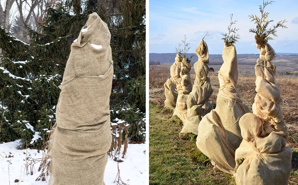 Does Burlap Work To Protect Trees in Winter?