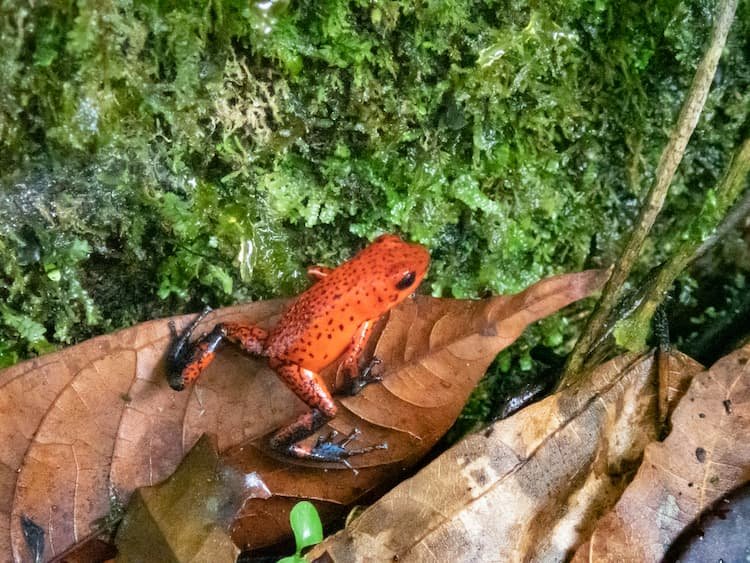 poison-dart-frog-costa-rica.jpg