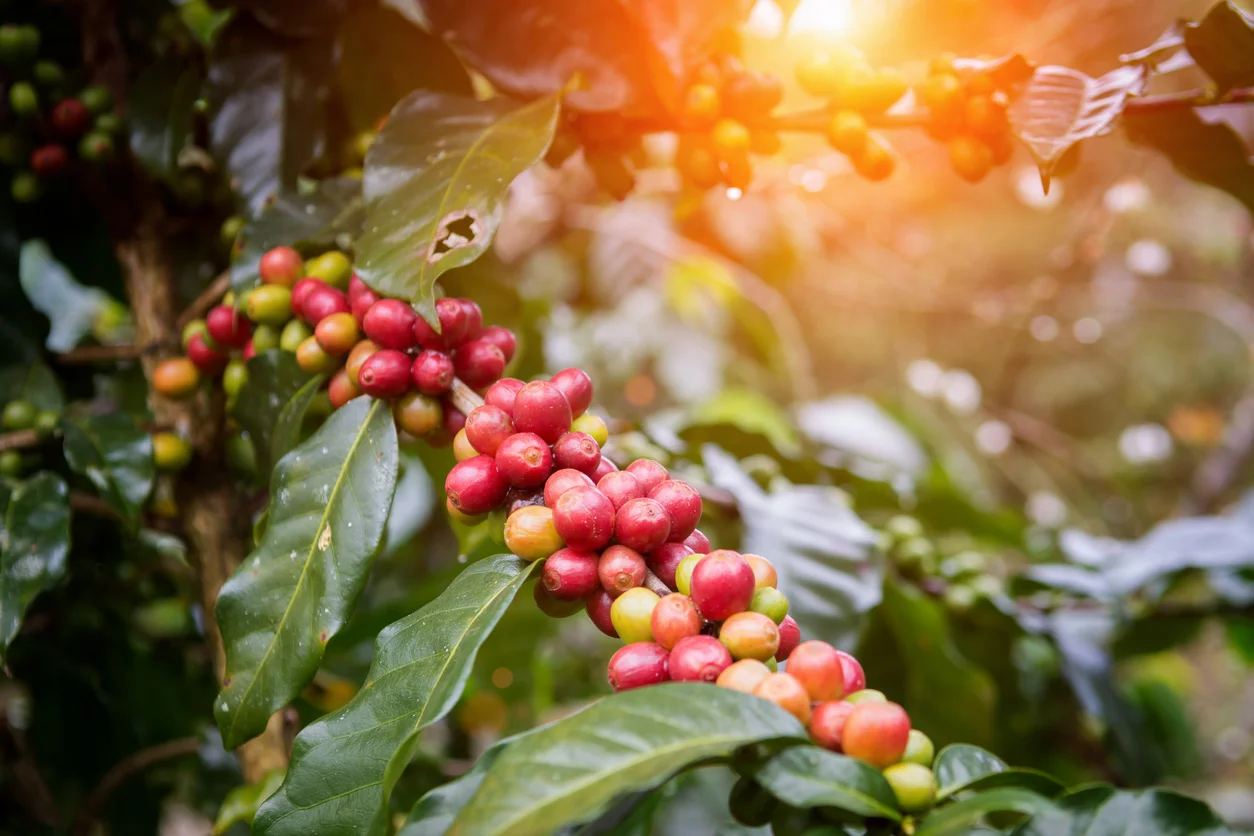 Coffee plant.jpg