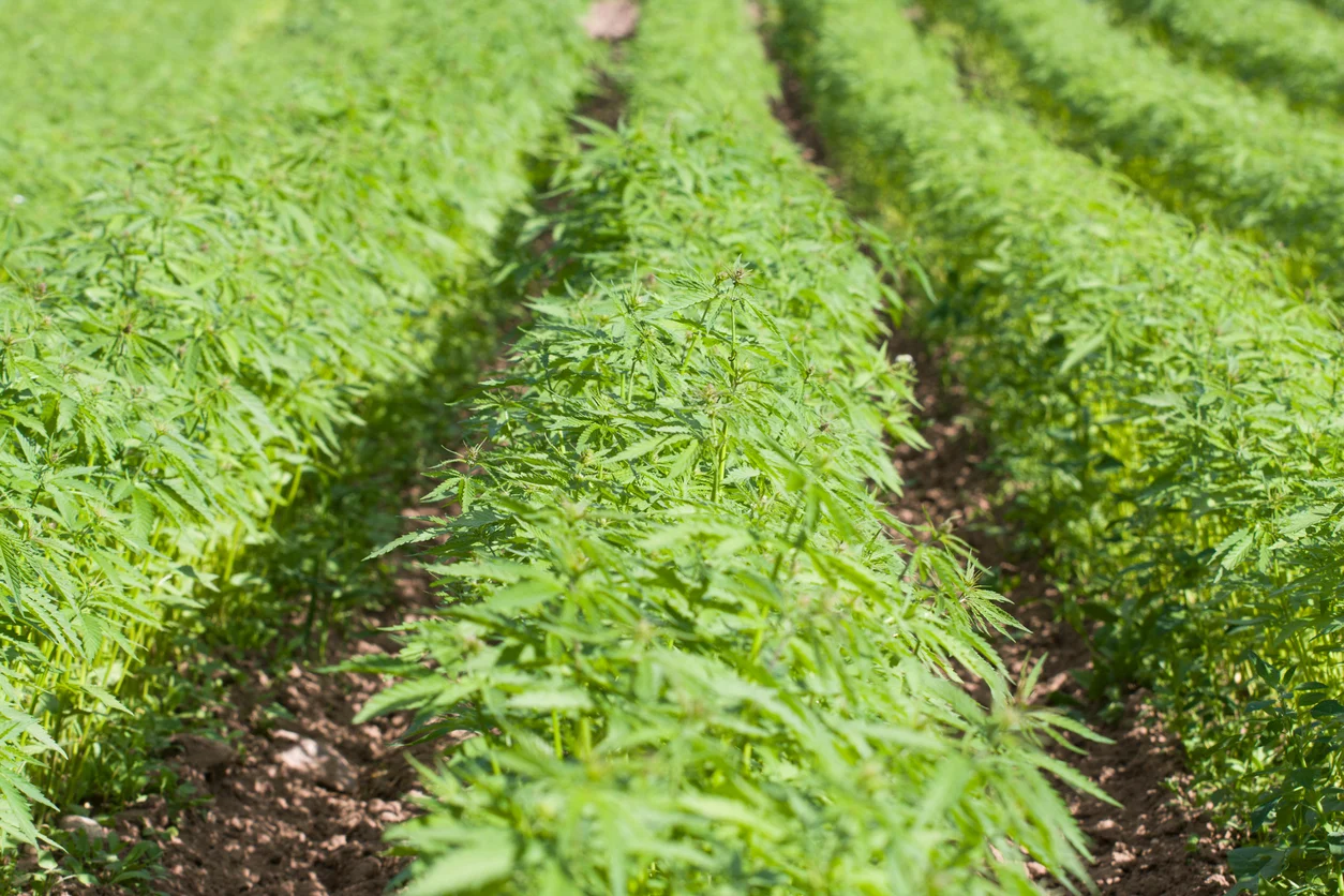 how can i invest in hemp