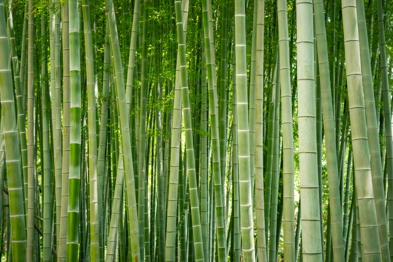 What is Bamboo Used for?