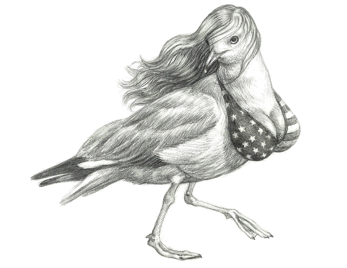 American Seagull