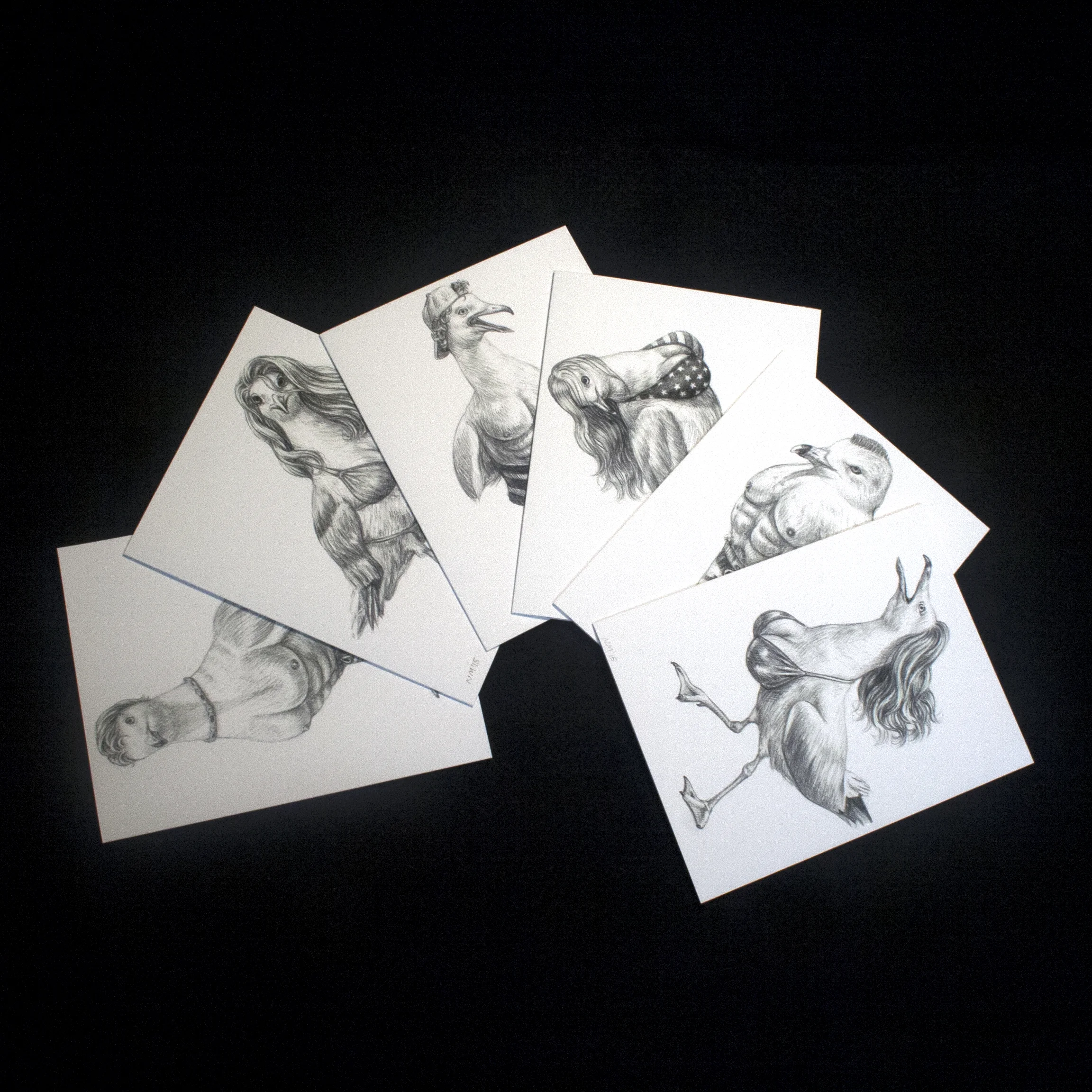 Seagull Greeting Cards