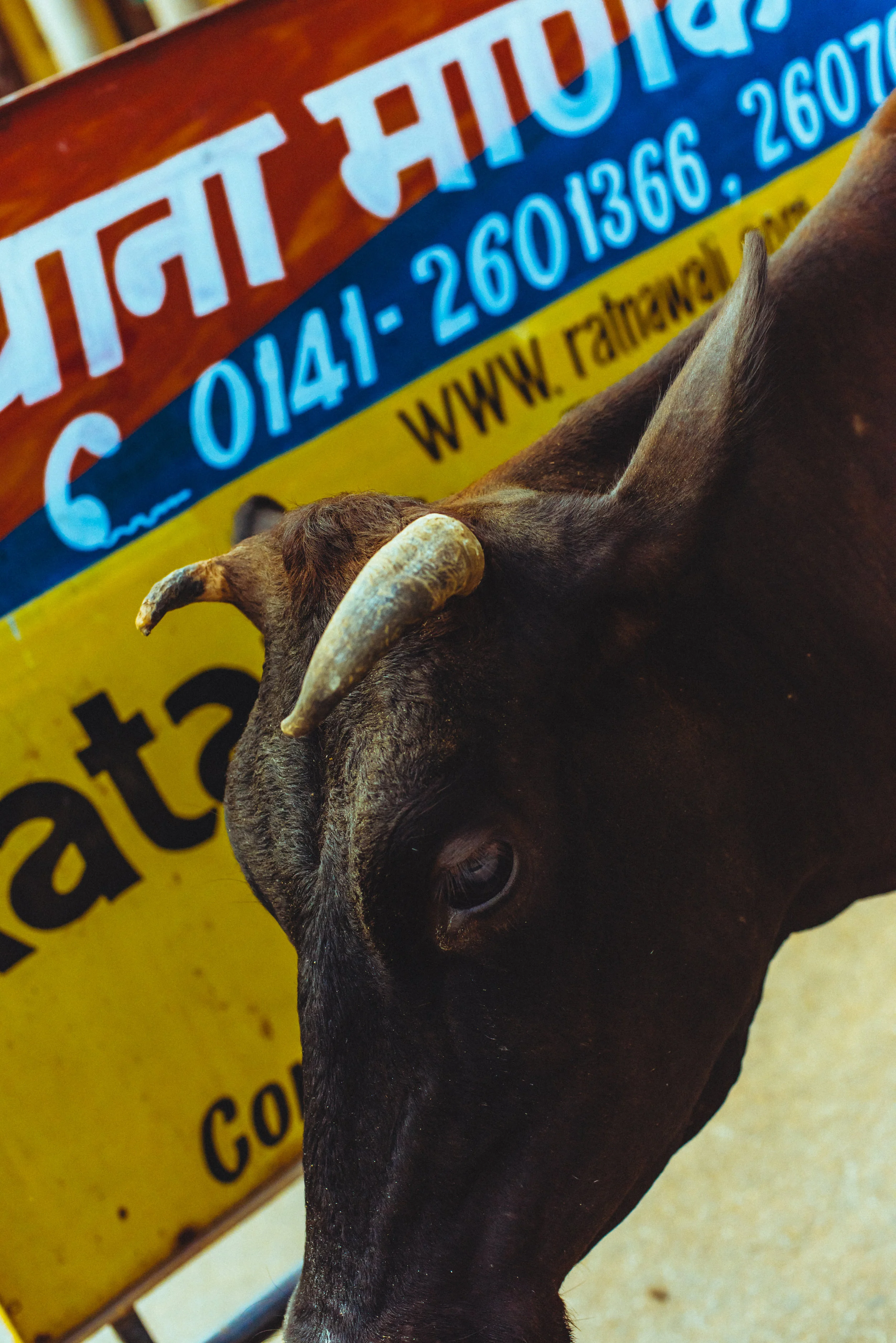 India-1009.jpg