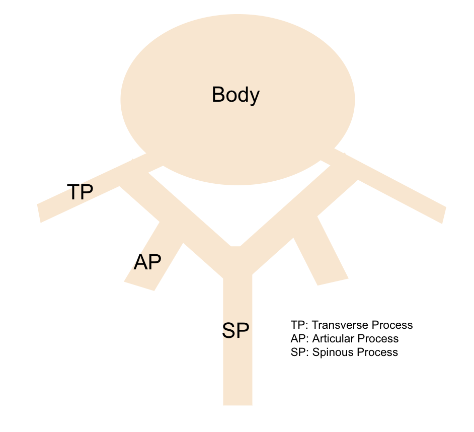 Lumbar-ESP-anatomy.png