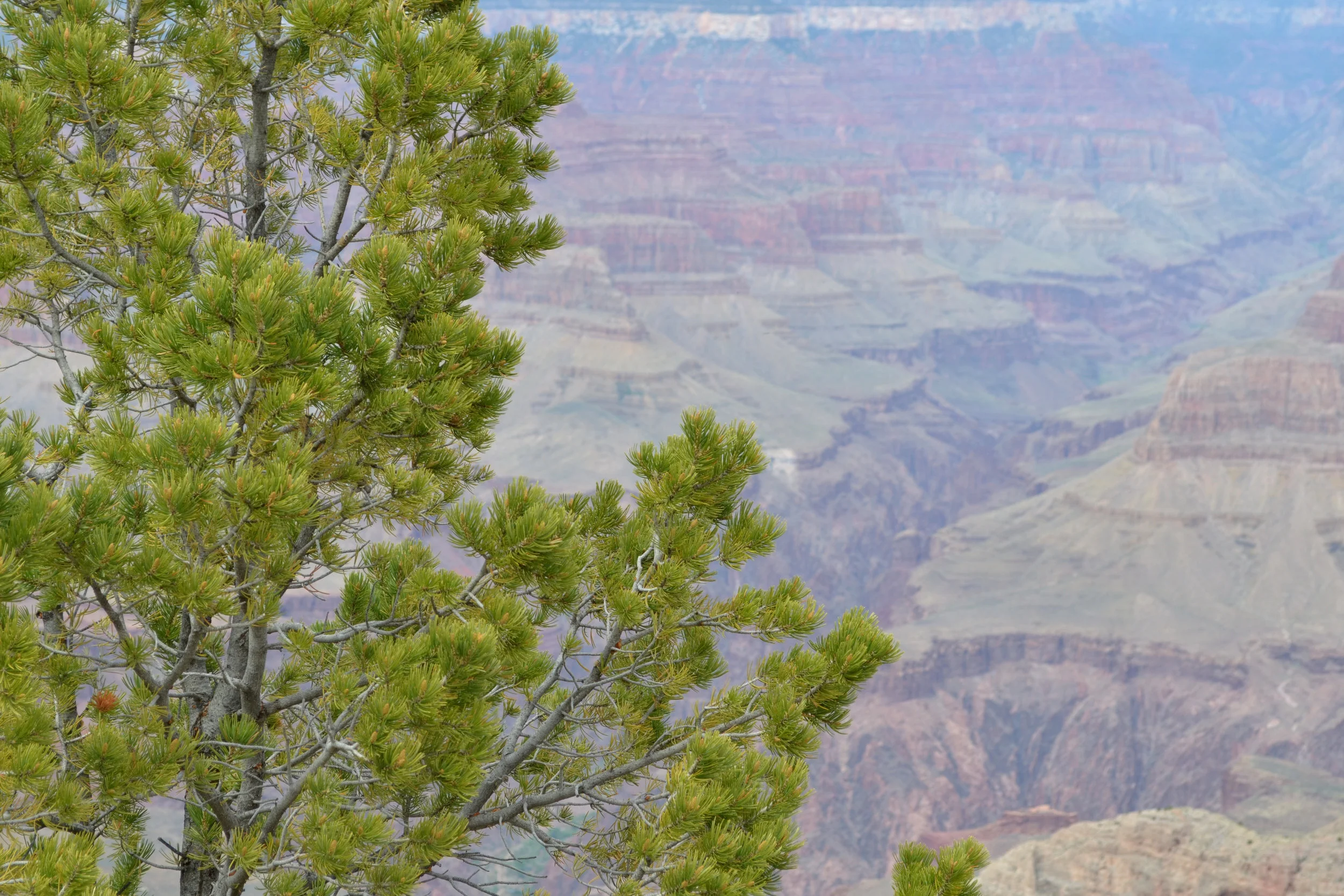 DSC_0564a.jpg