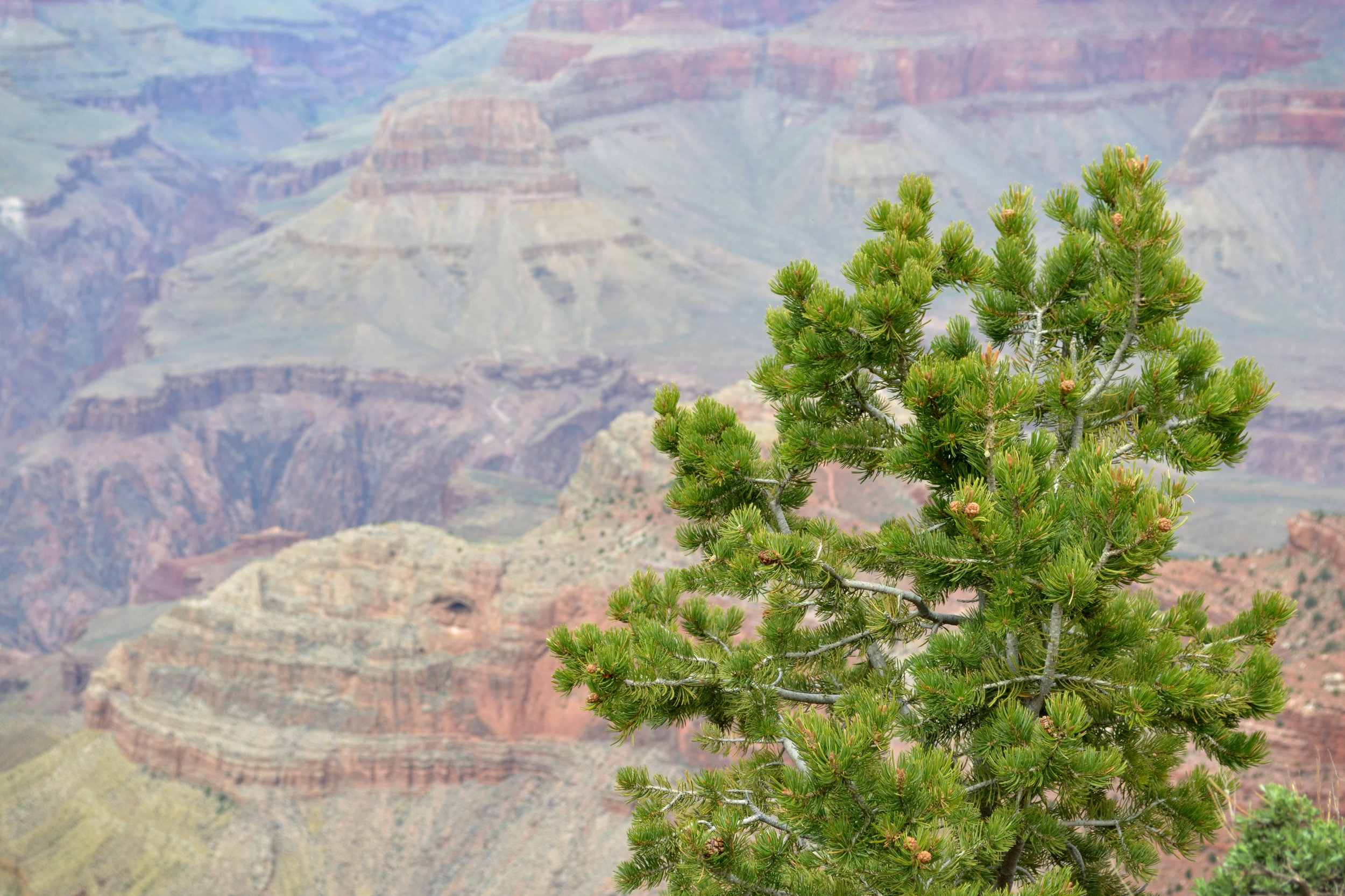DSC_0567a.jpg