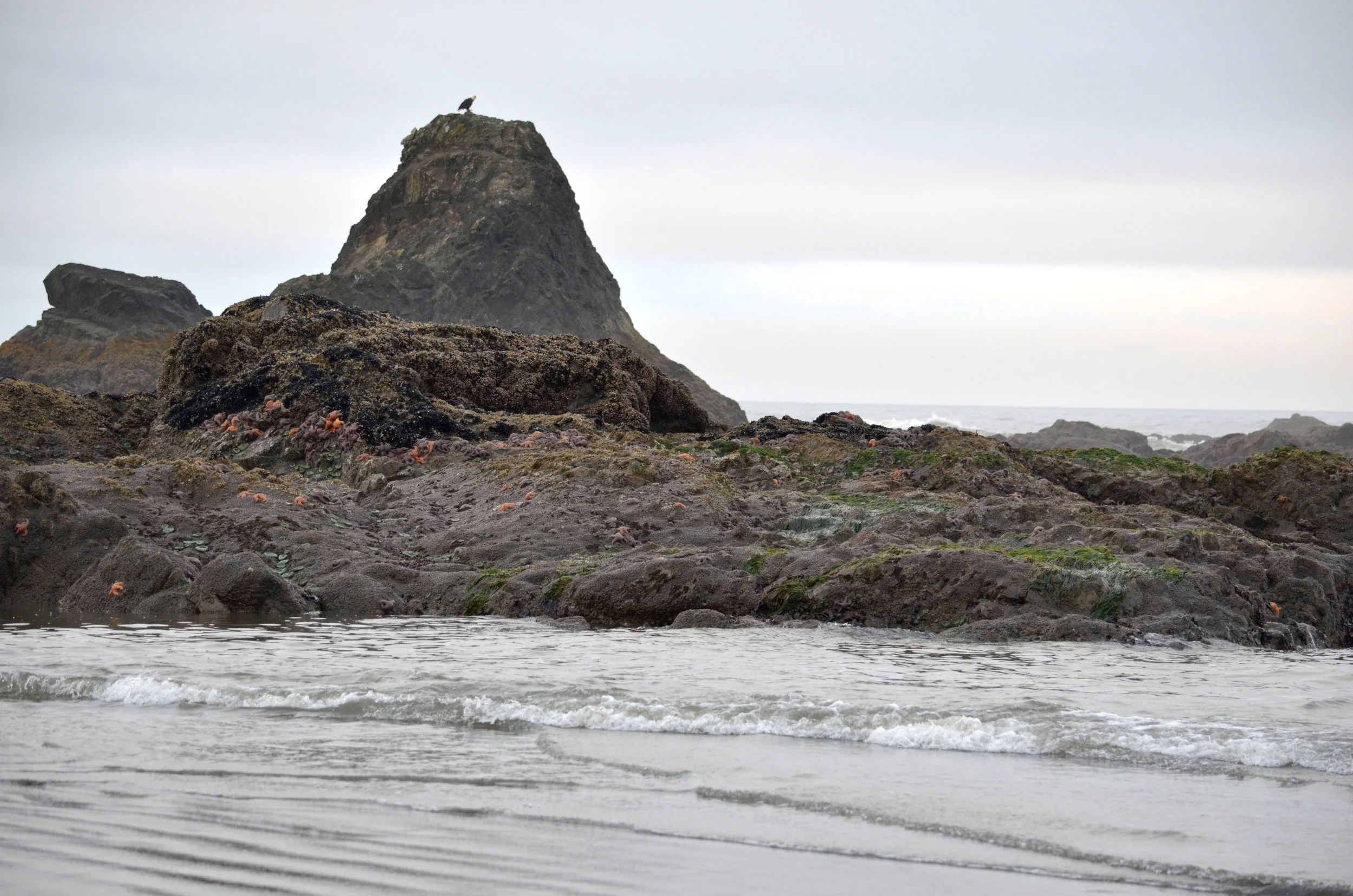 DSC_0510a.jpg