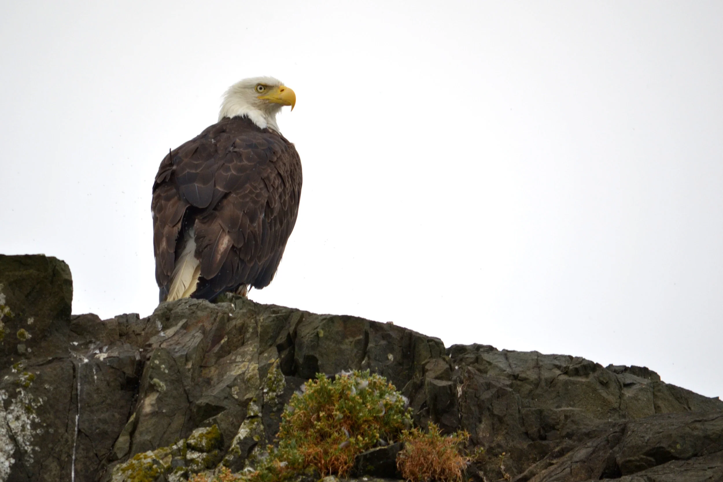 DSC_0545a.jpg