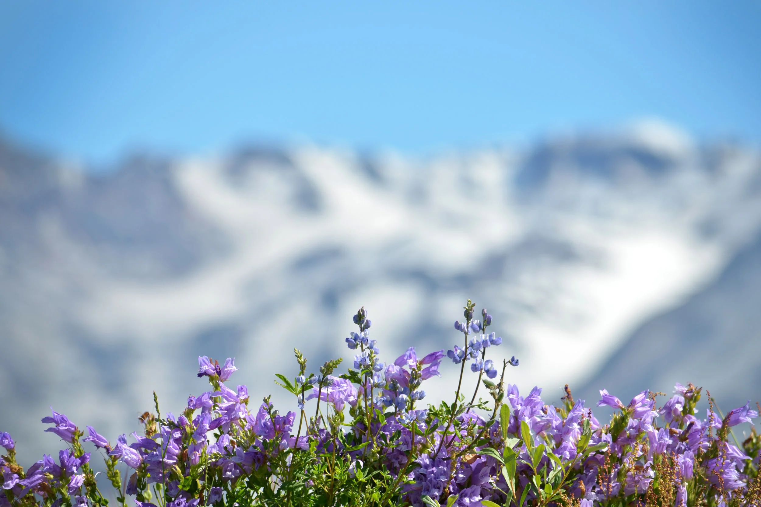 DSC_0213a.jpg