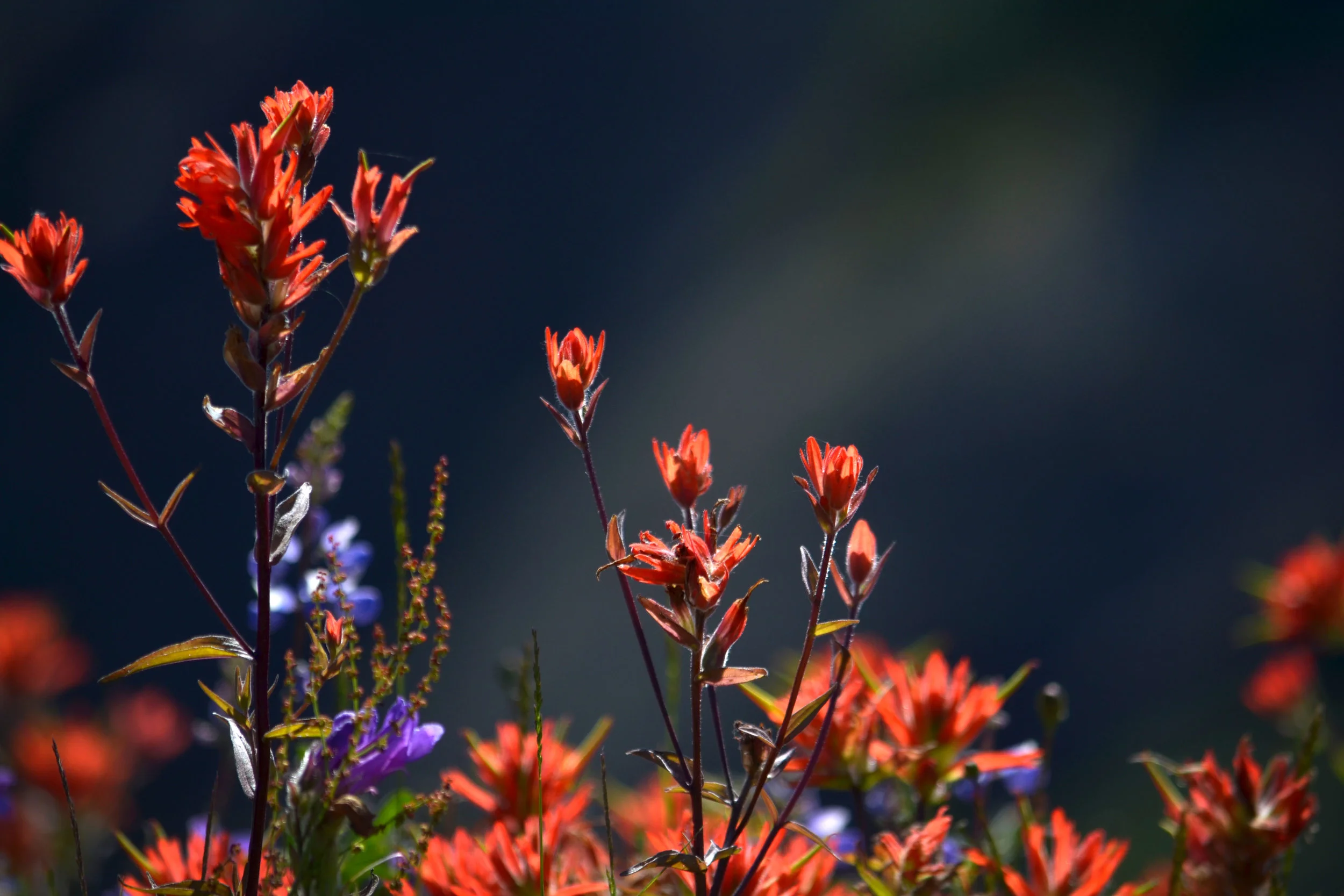 DSC_0252a.jpg
