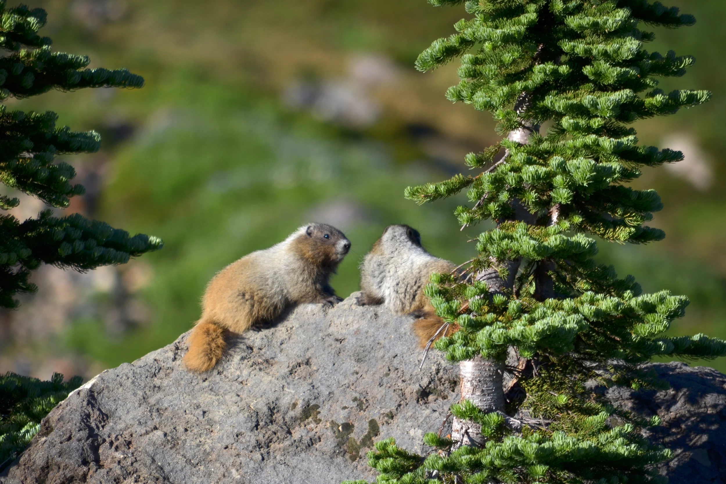 DSC_0121a.jpg