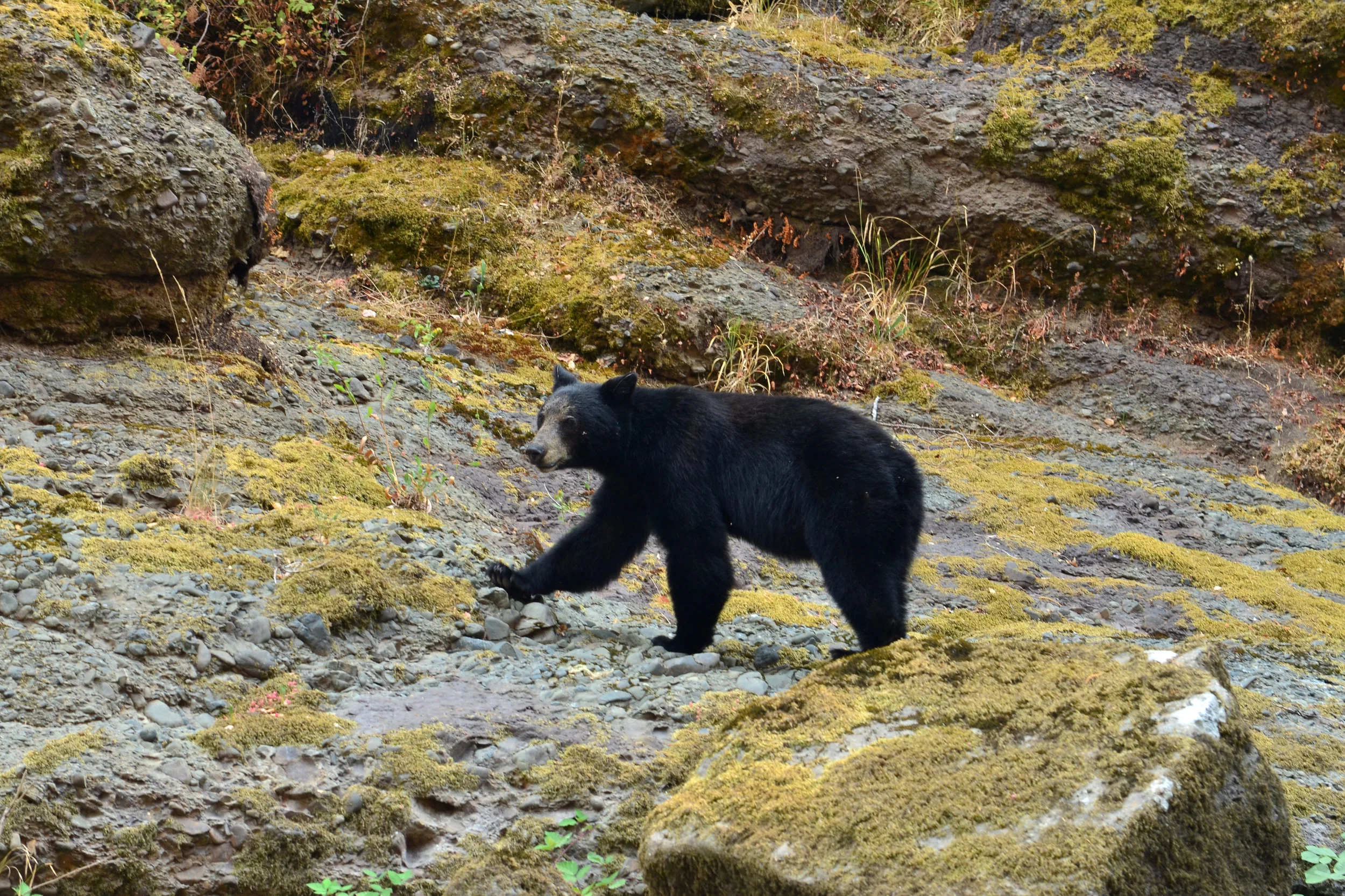 DSC_0408a.jpg