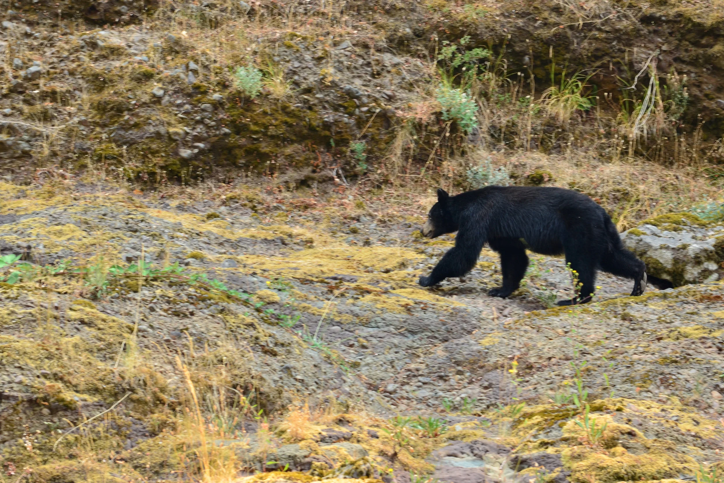 DSC_0412a.jpg