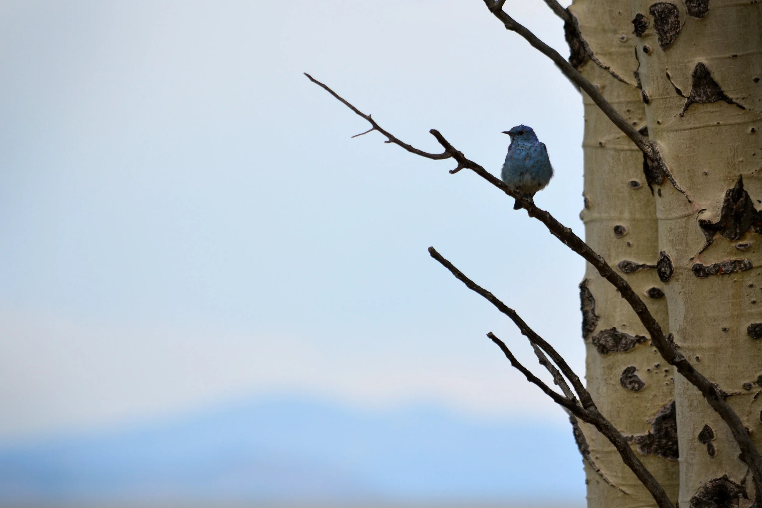 DSC_1569a.jpg