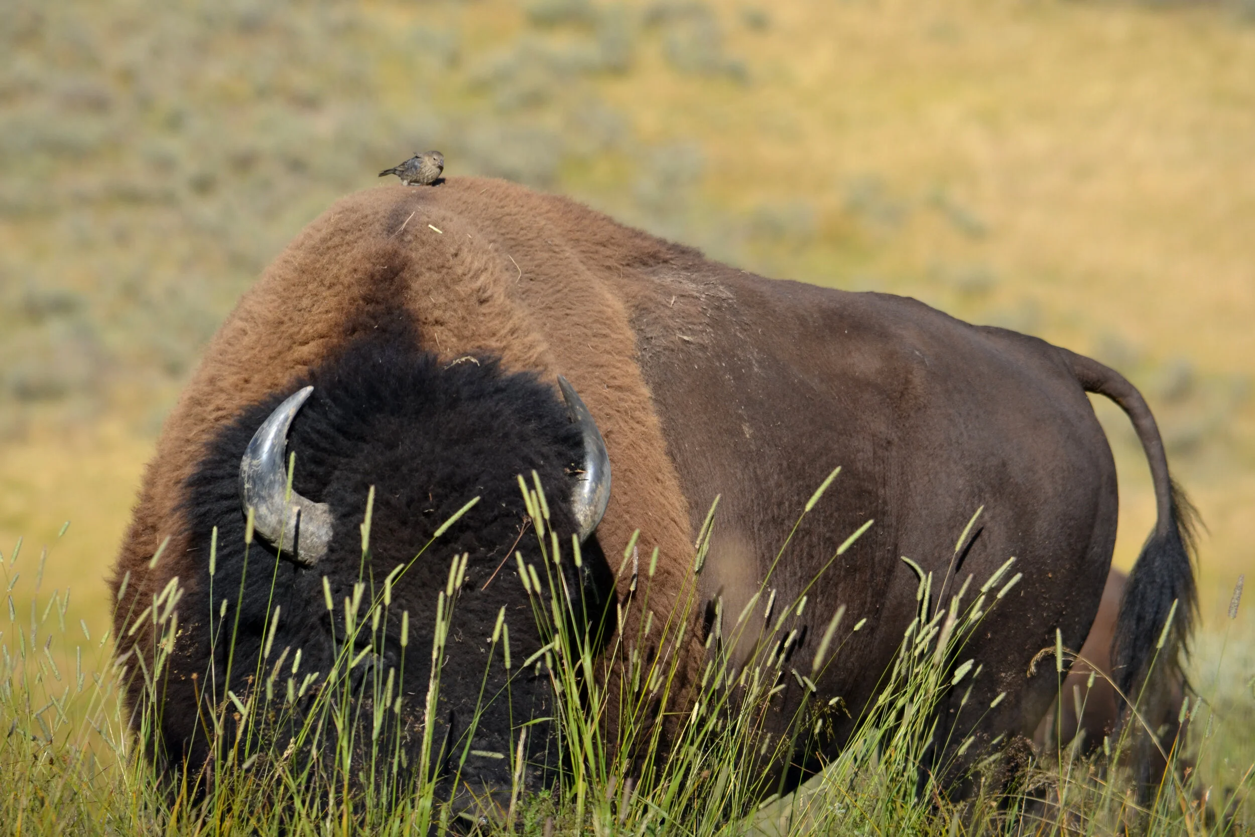 DSC_1463a.jpg