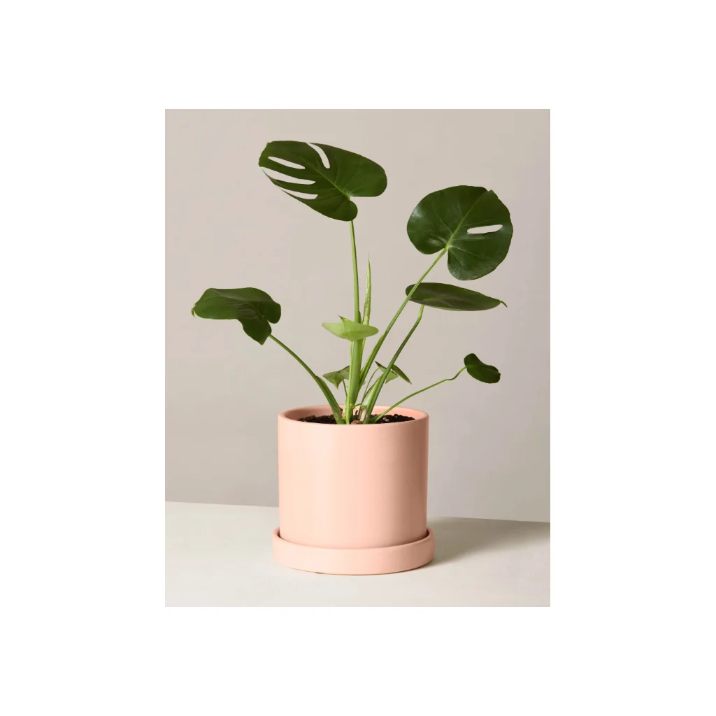 Monstera in Medium Hyde Planter