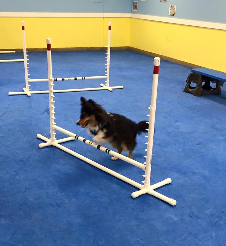 Dog Agility Jumps Diy