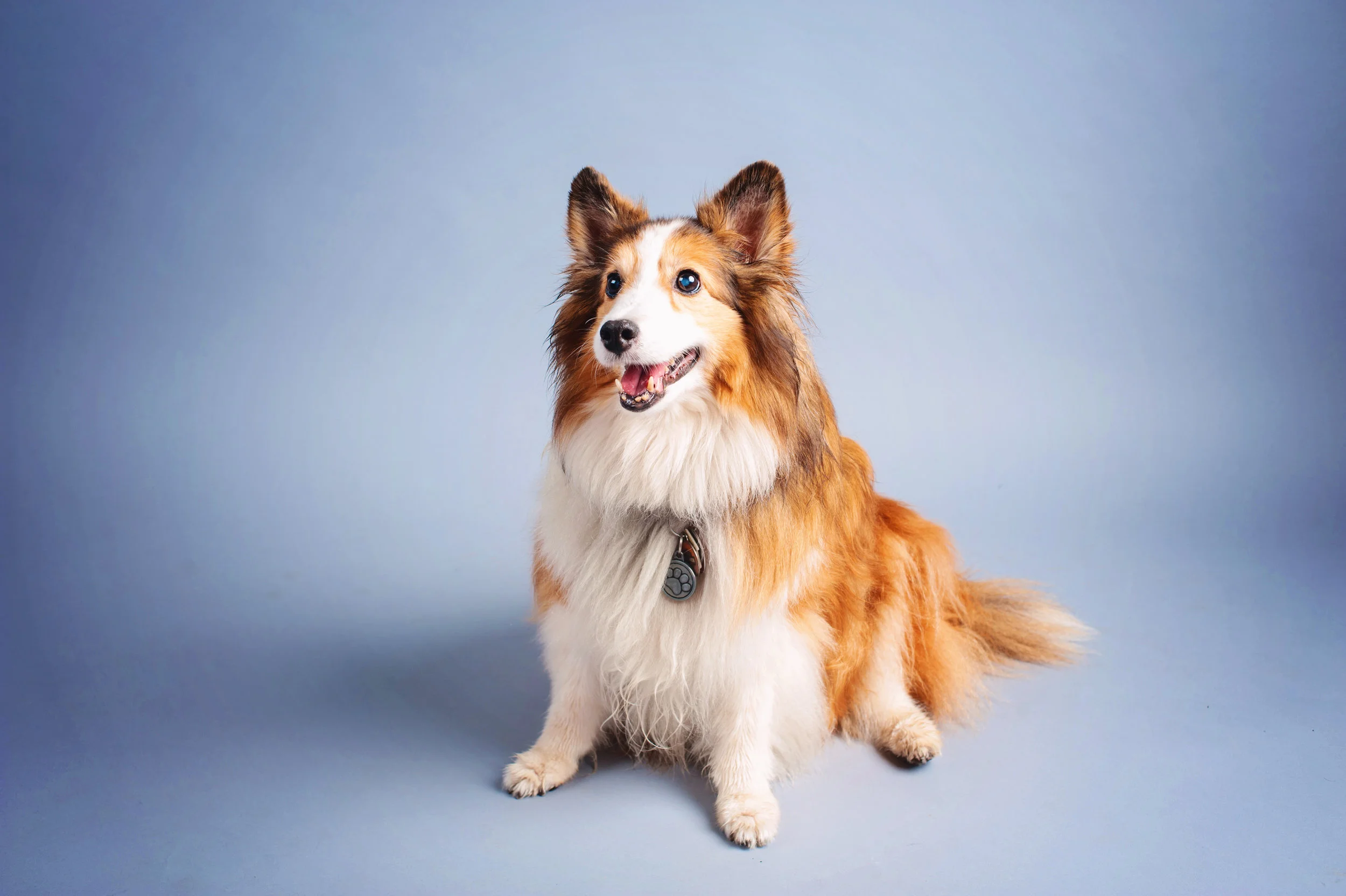 Buffy. October, 2015.