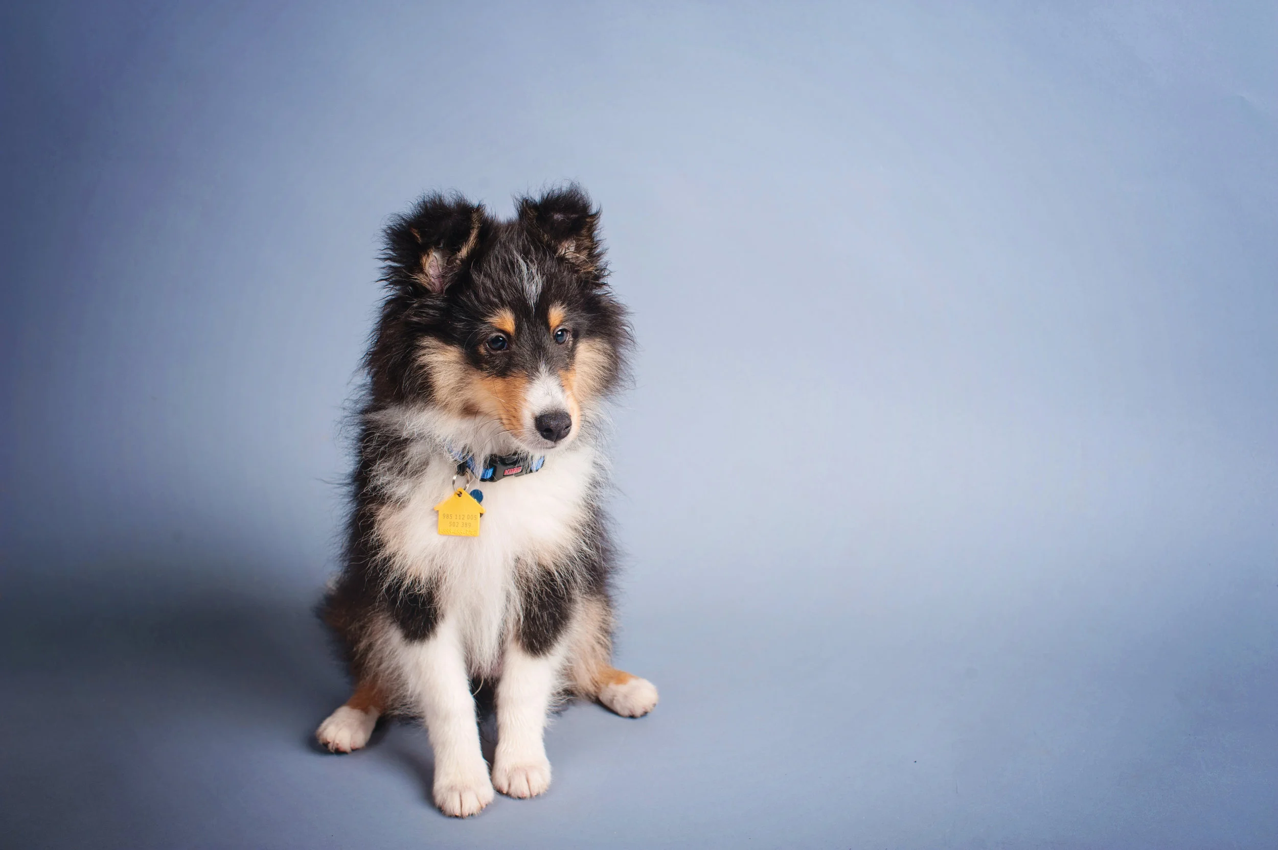 Henry. October, 2015. 