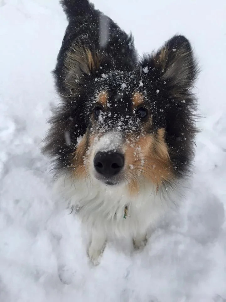 Henry's first snow.  January, 2016.