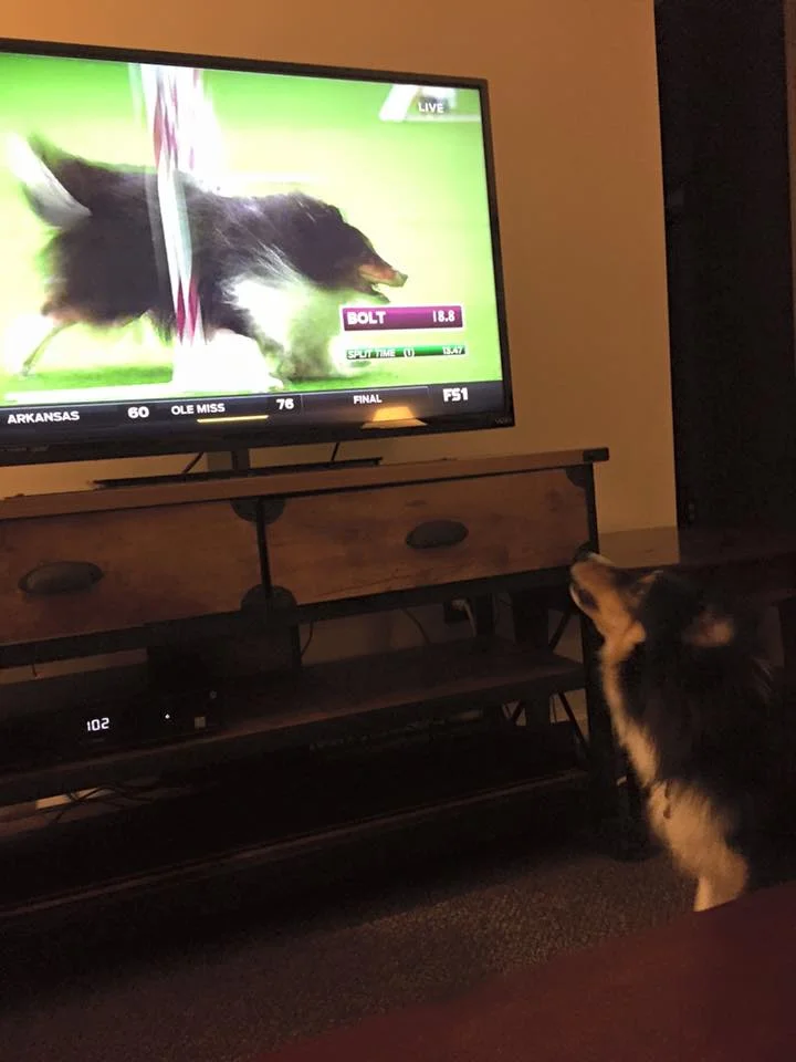 Henry decided he wanted to "play agility" after watching Westminster.