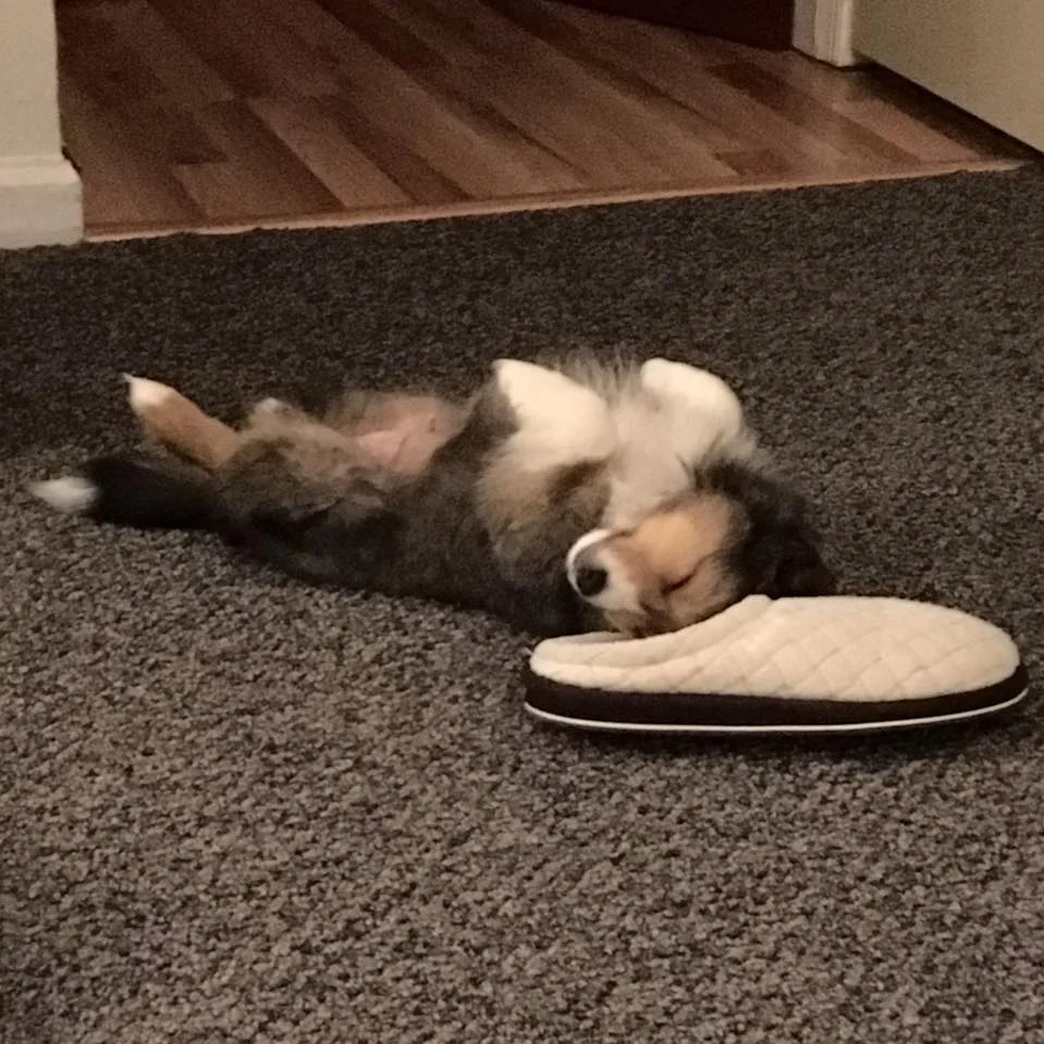 Quite comfortable on his first full day at home.