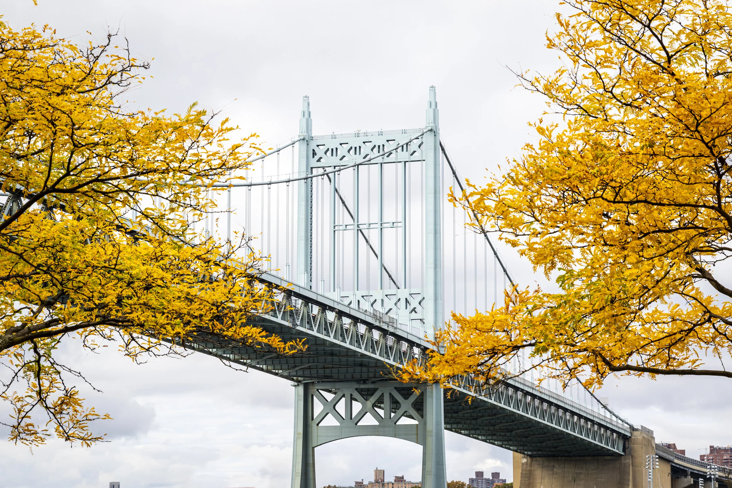 Fall into Yellow.jpg