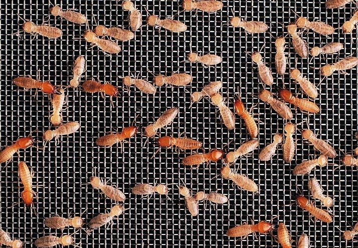 A close-up photo of termites on a mesh screen