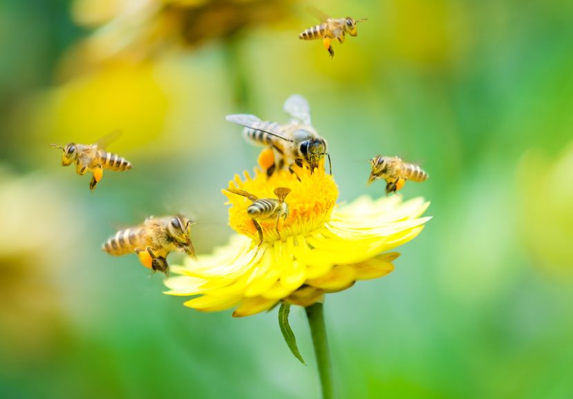 100% Grass Fed Free Range Beef Saves Bees found in study by University California Berkley.