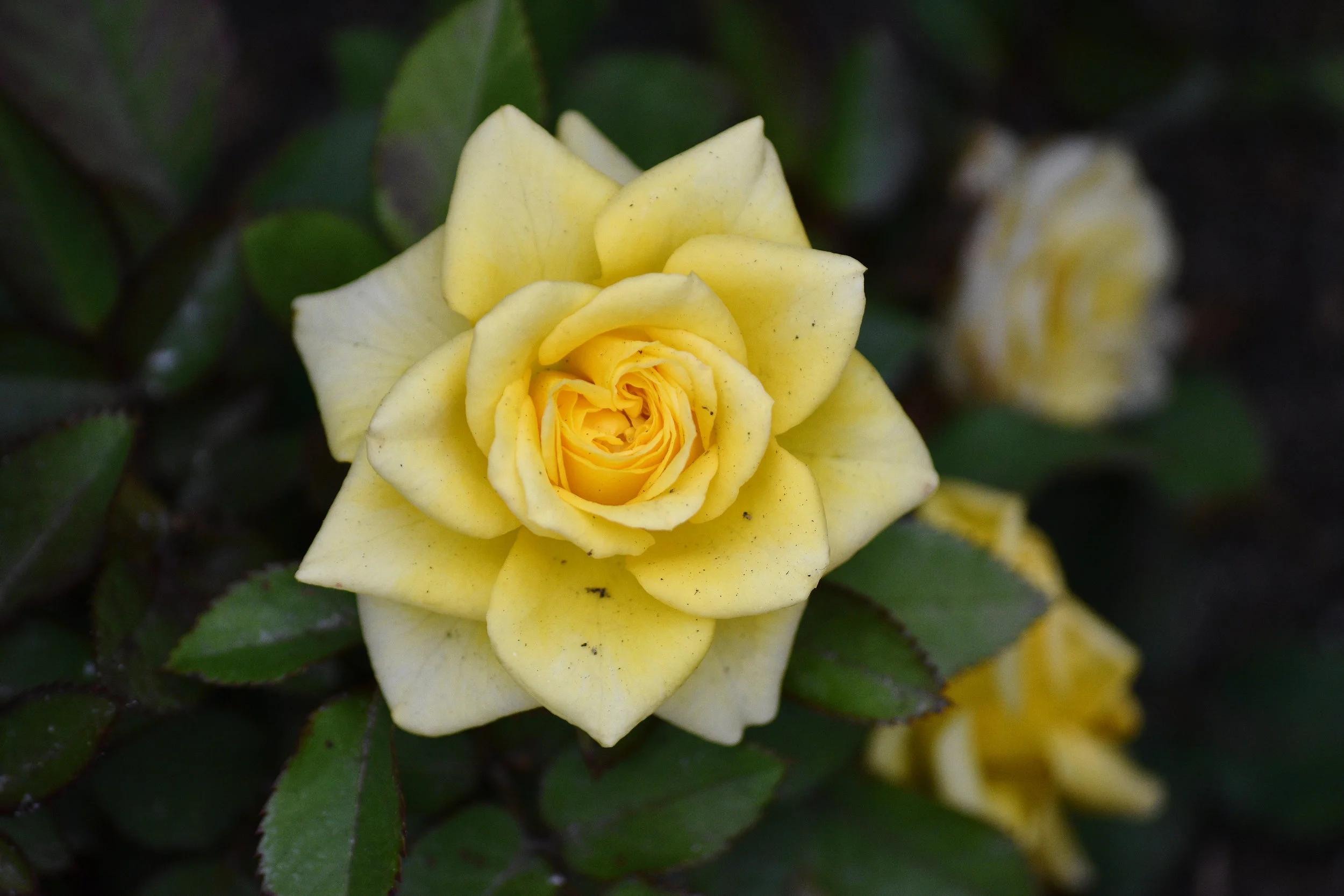 Flower Star.jpg