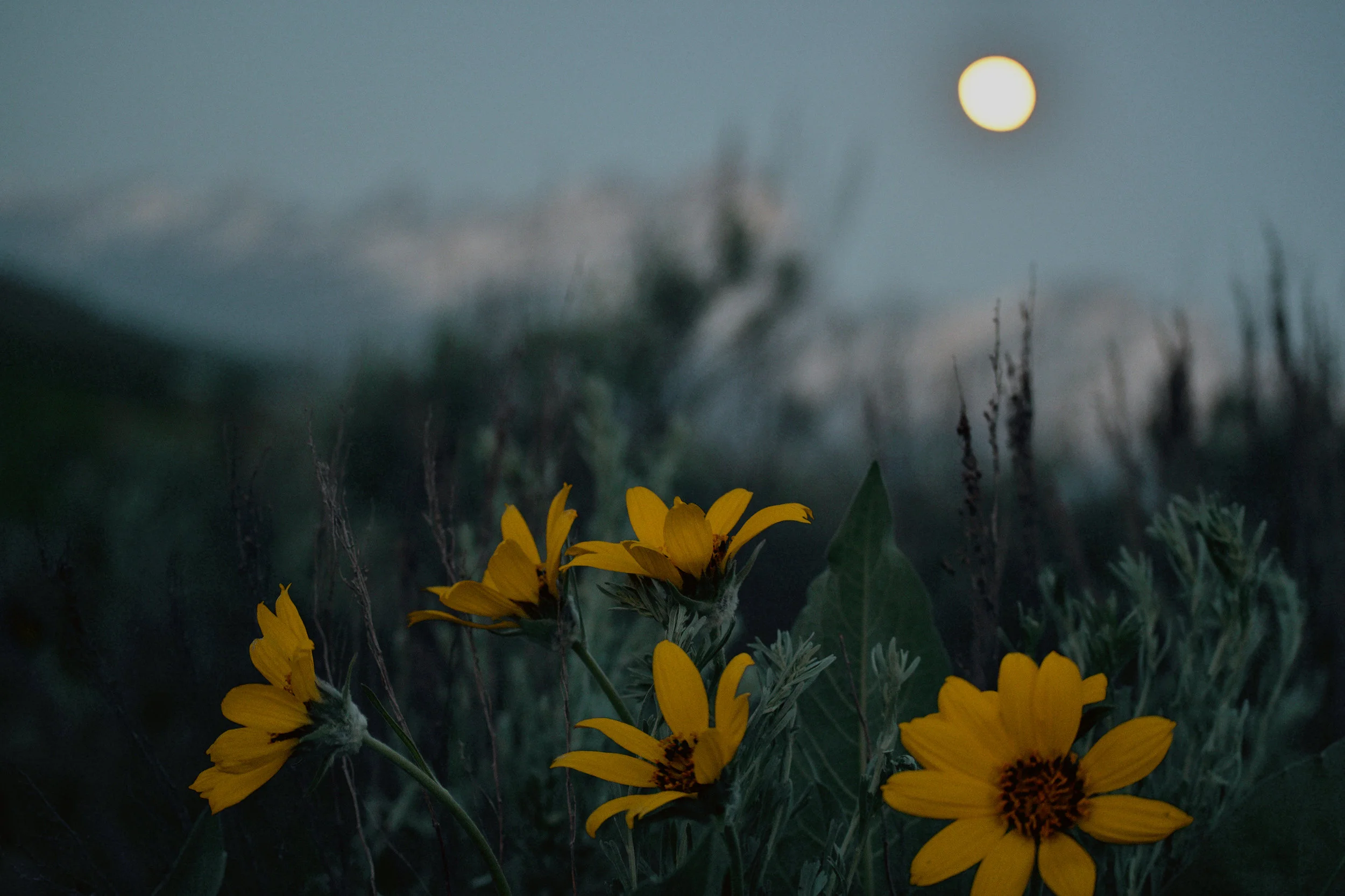 Moonrise Flowers web.jpg