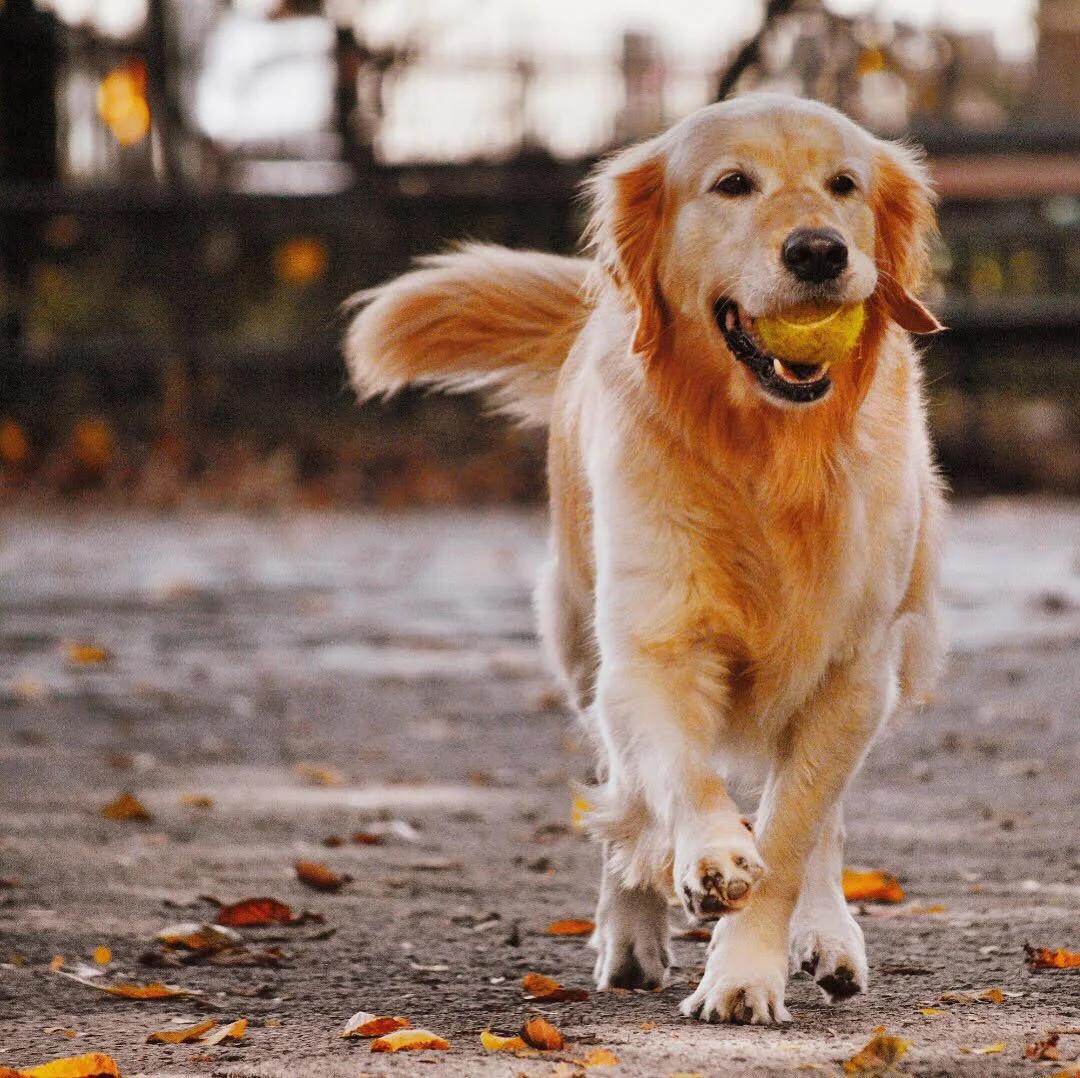 dog3.jpg