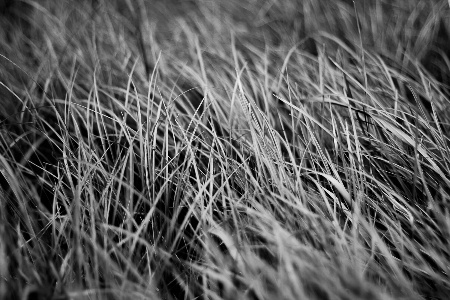Elements VII
