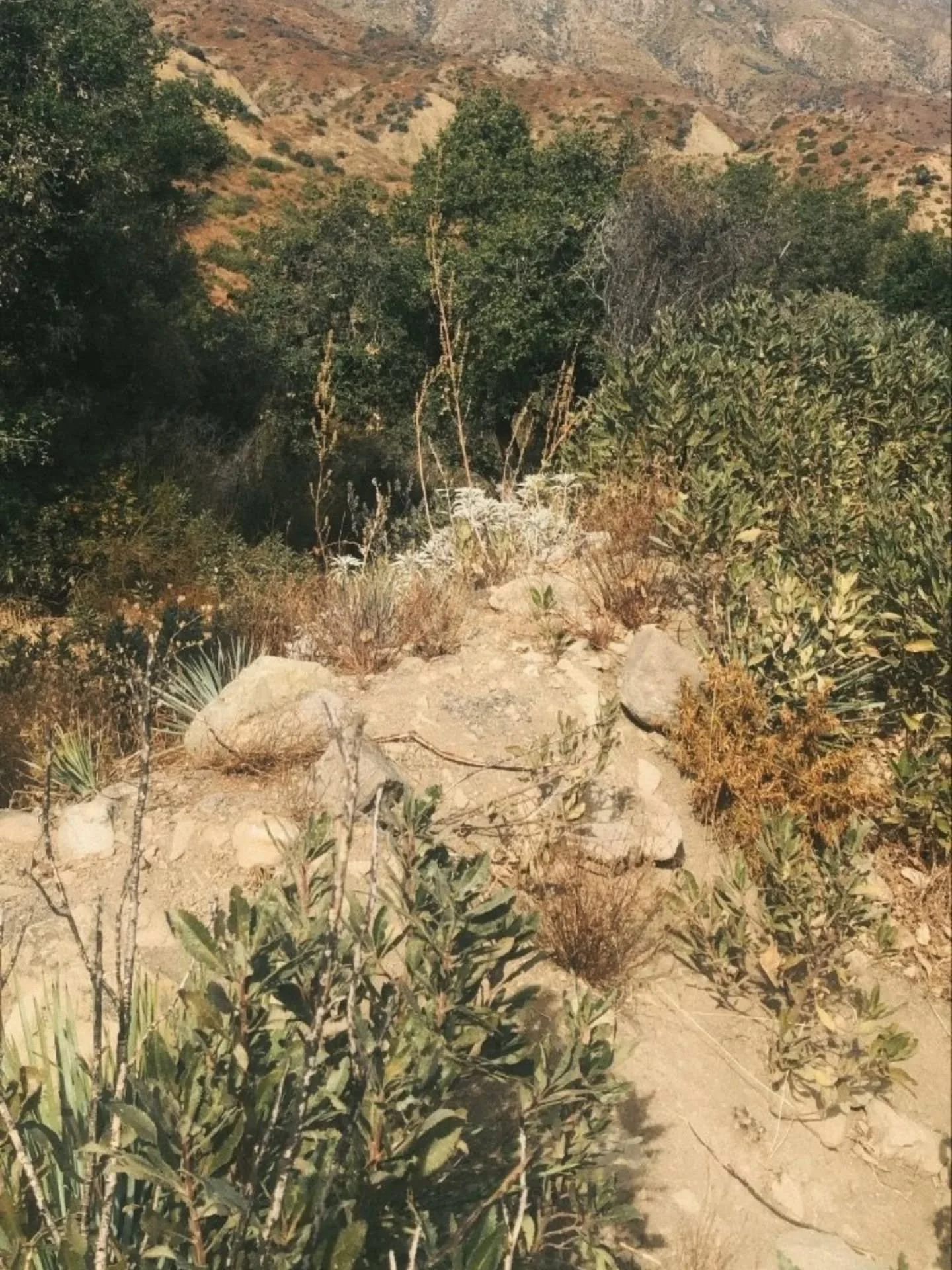 Wild and raw, hidden corners of the canyon.

Native and natural beauty, what inspires it all. 

Something clean, coming soon 🫧

#canyoncleanse #ojaiwylde