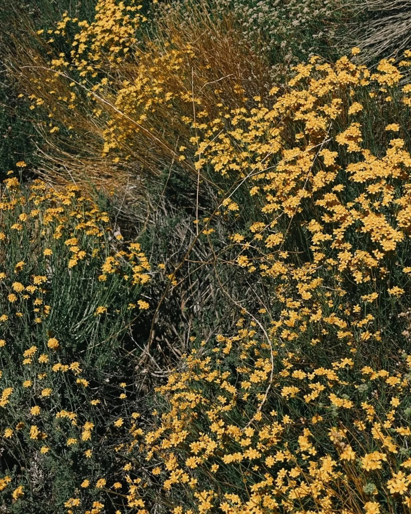 With love, from the Valley of the Moon. 

Something new and dear to our senses arrives 12/1.  In the meantime, shop  25% OFF @ ROWSIEVAIN.COM with promo code BF25 🌼〰️