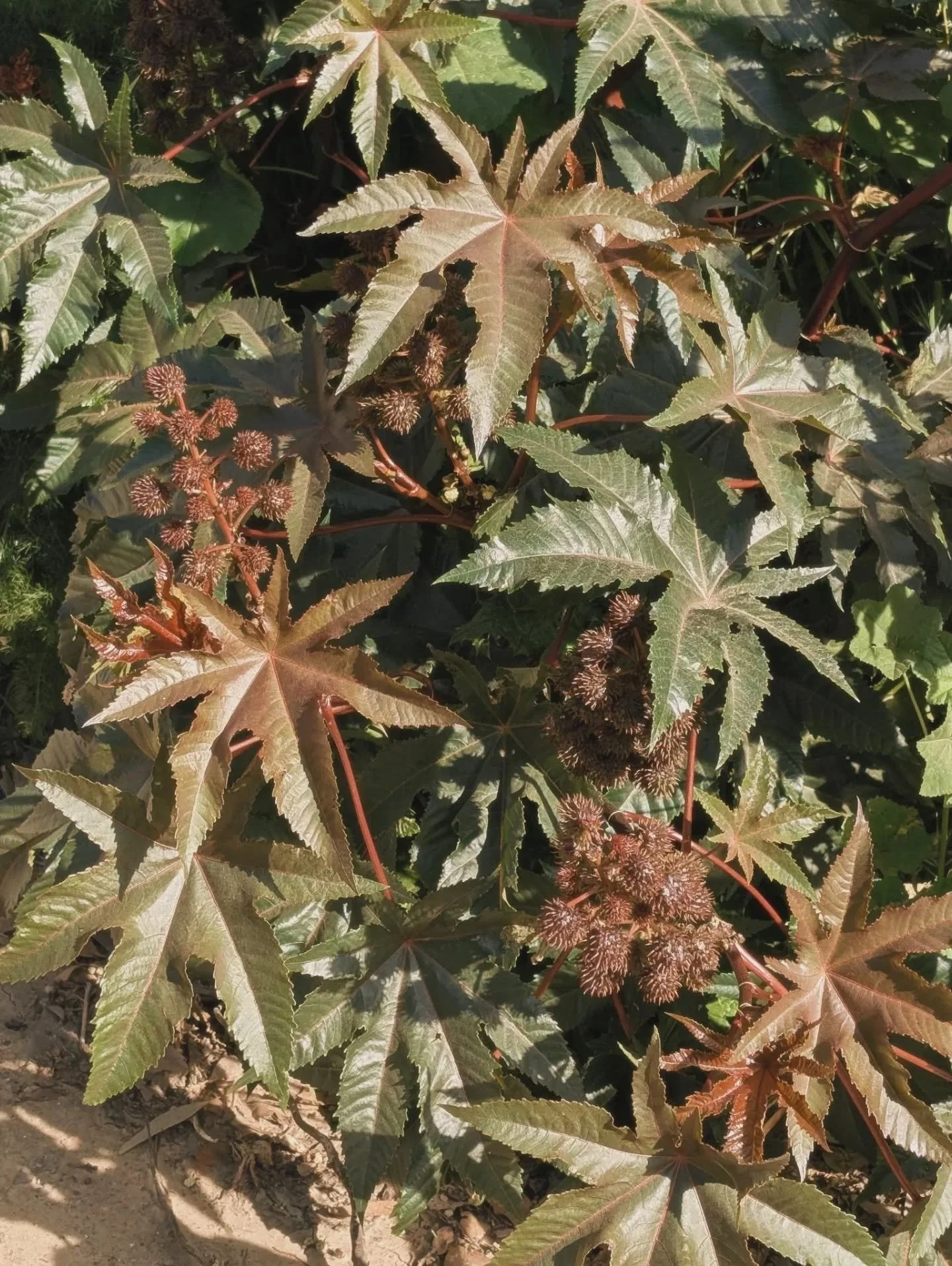 Surrounded by Ricinus Communis in bloom, a wild and rare plant that has our heart, and our skin deeply hydrated and dewy.  Do you know the viral ingredient that's extracted from its seeds? 

You can find it formulated within Showgirl to help nourish 