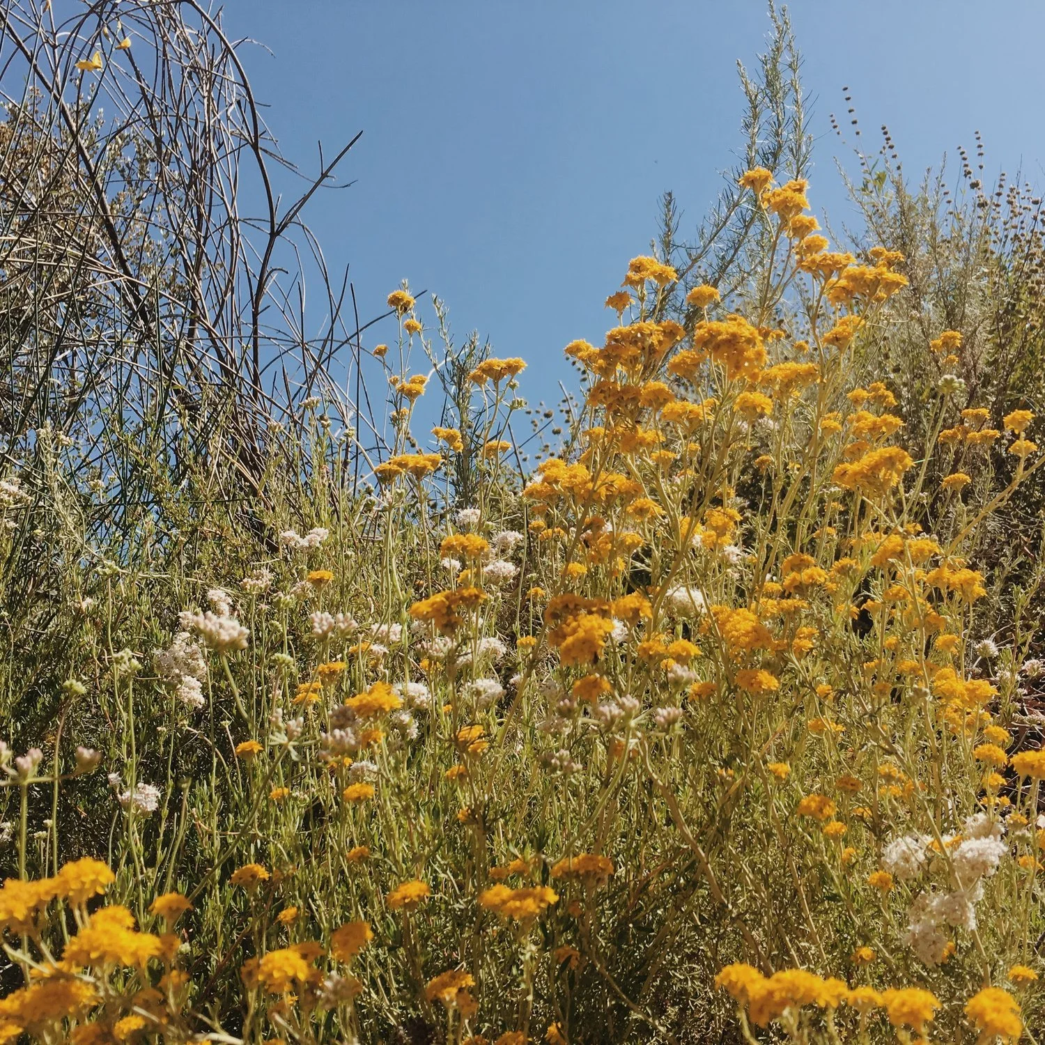 Ojai_6.jpg