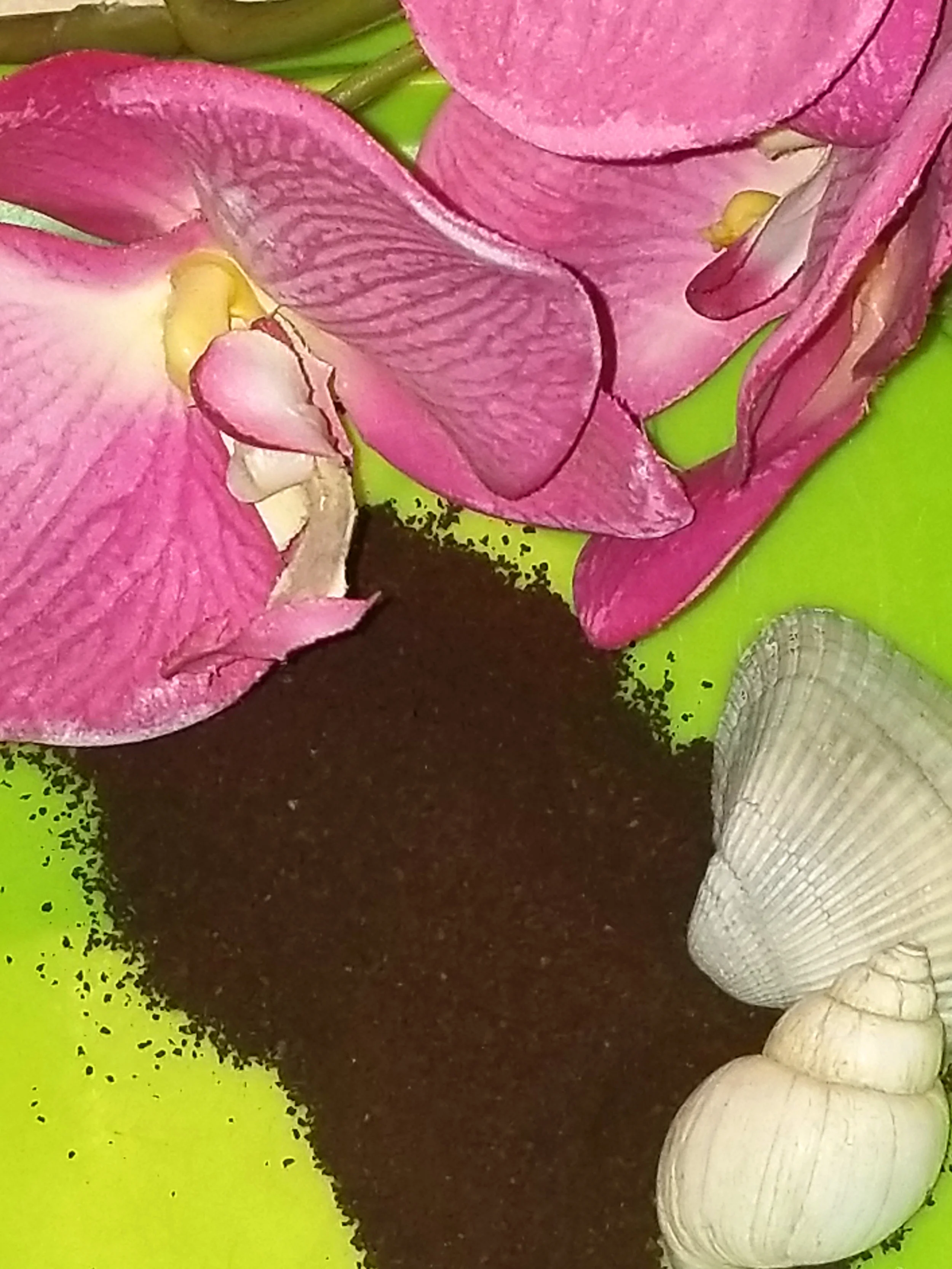 exfoliate.jpg