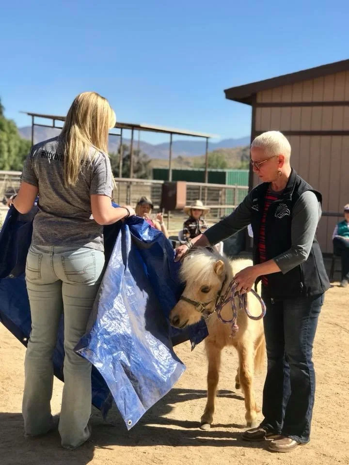 Training with one of the rescue horses, what a good boy!