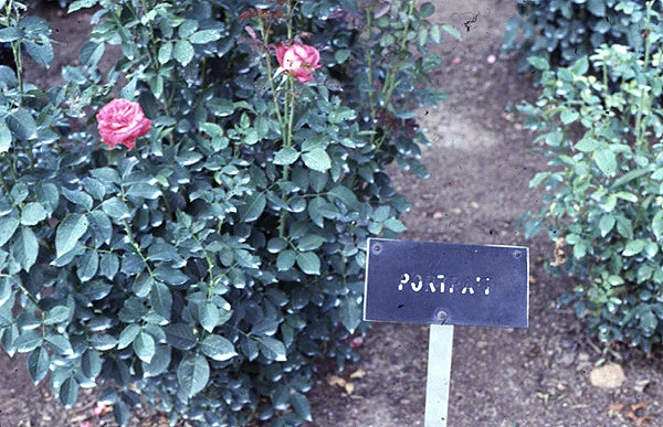 flowers1.jpg