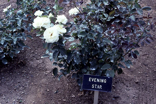 flowers2.jpg