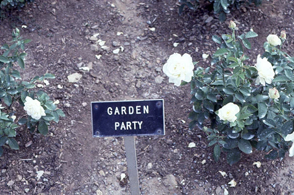 flowers4.jpg