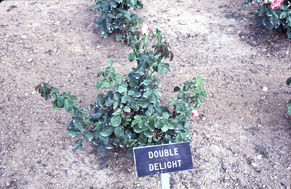 flowers7.jpg