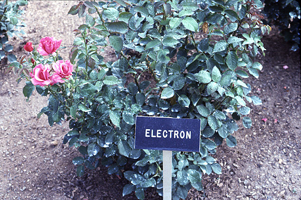 flowers9.jpg