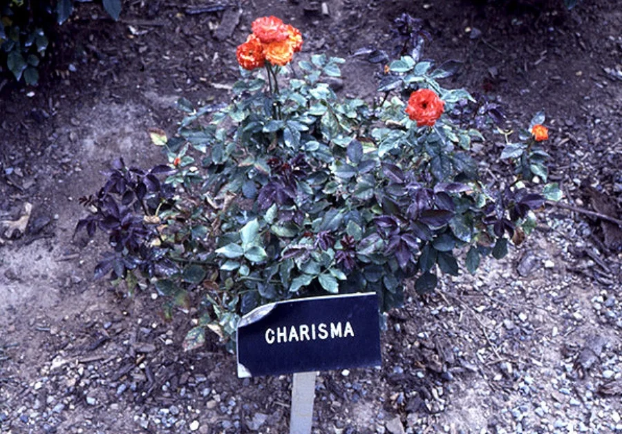 flowers_1989_banner.jpg