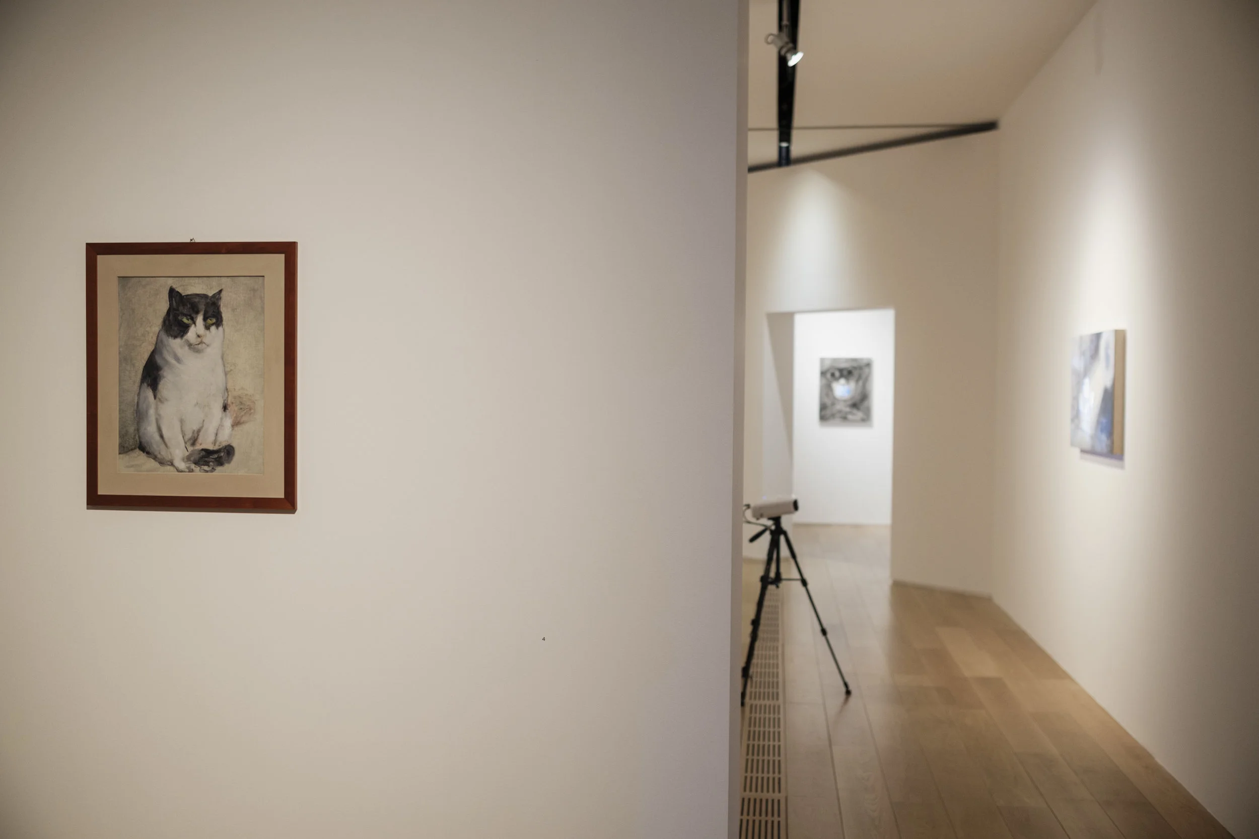 Installation view with Rol's cat